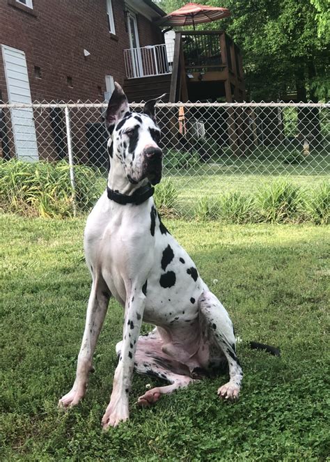 These gentle giants are incredibly sweet with children (but they might scare away a few strangers with their bark). . Great danes for sale near me